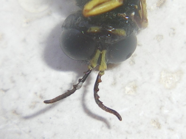 Ciclo vitale Crabronidae: Ectemnius lapidarius o cavifrons