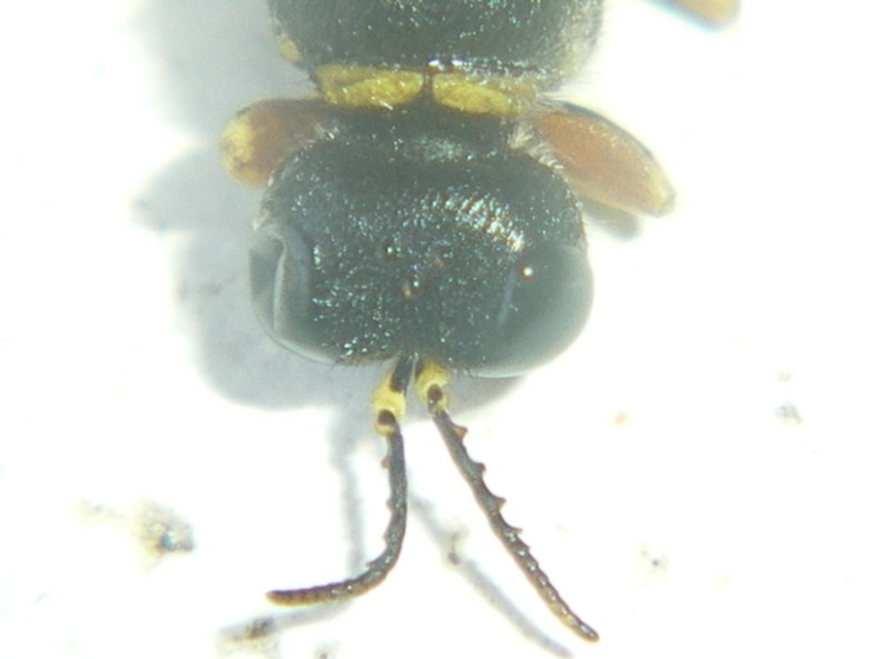 Ciclo vitale Crabronidae: Ectemnius lapidarius o cavifrons