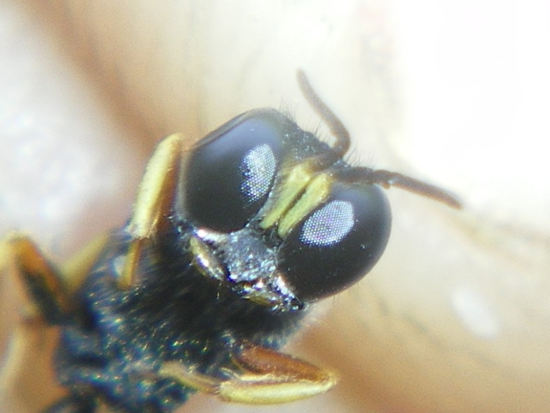 Ciclo vitale Crabronidae: Ectemnius lapidarius o cavifrons