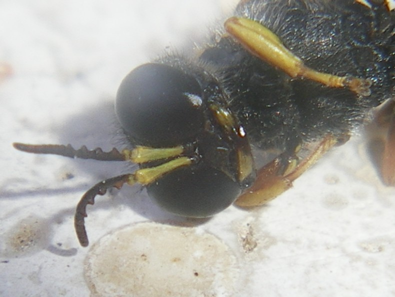 Ciclo vitale Crabronidae: Ectemnius lapidarius o cavifrons