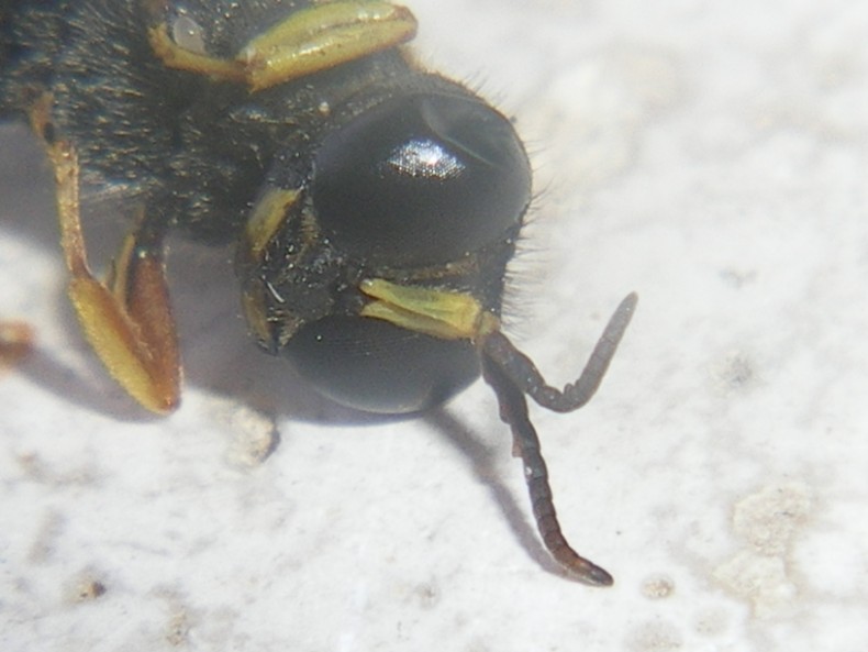 Ciclo vitale Crabronidae: Ectemnius lapidarius o cavifrons