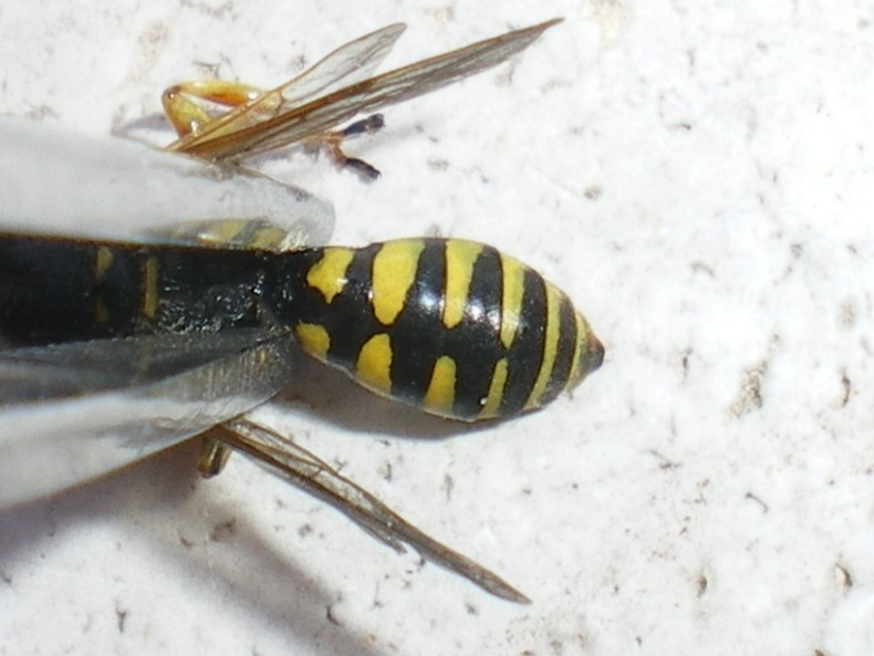 Ciclo vitale Crabronidae: Ectemnius lapidarius o cavifrons