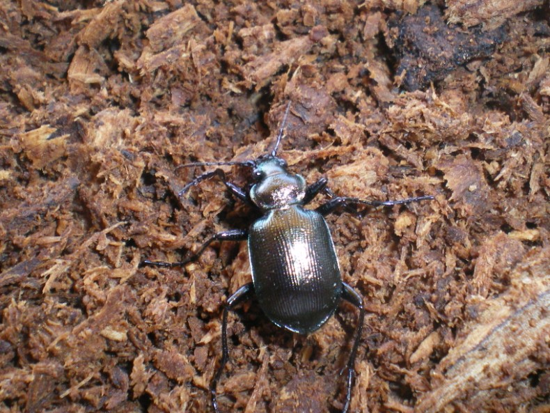 Calosoma inquisitor
