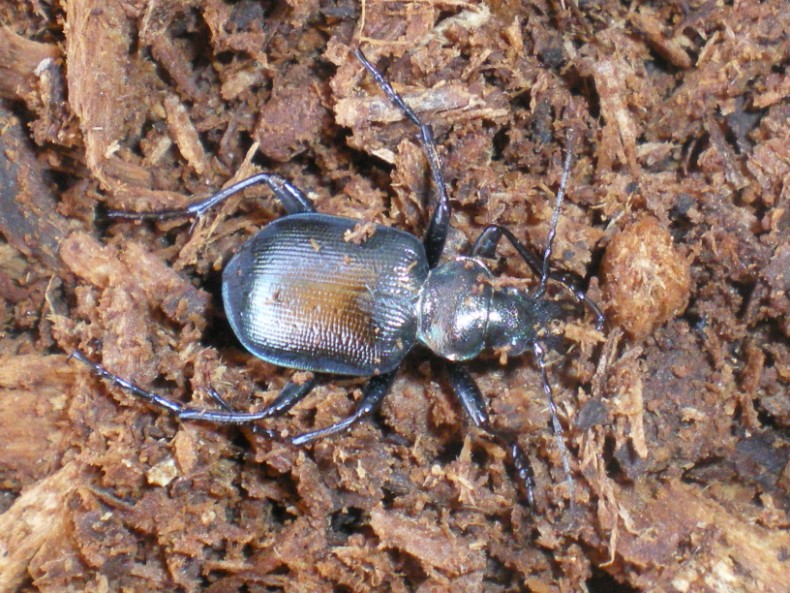 Calosoma inquisitor