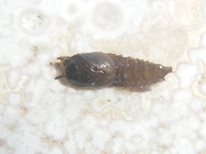 La metamorfosi: Psychodidae