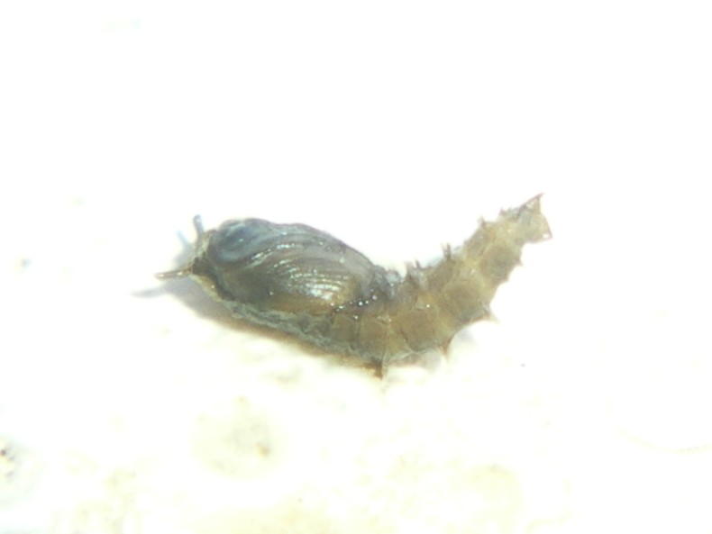 La metamorfosi: Psychodidae