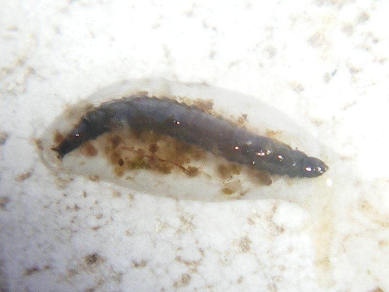 La metamorfosi: Psychodidae