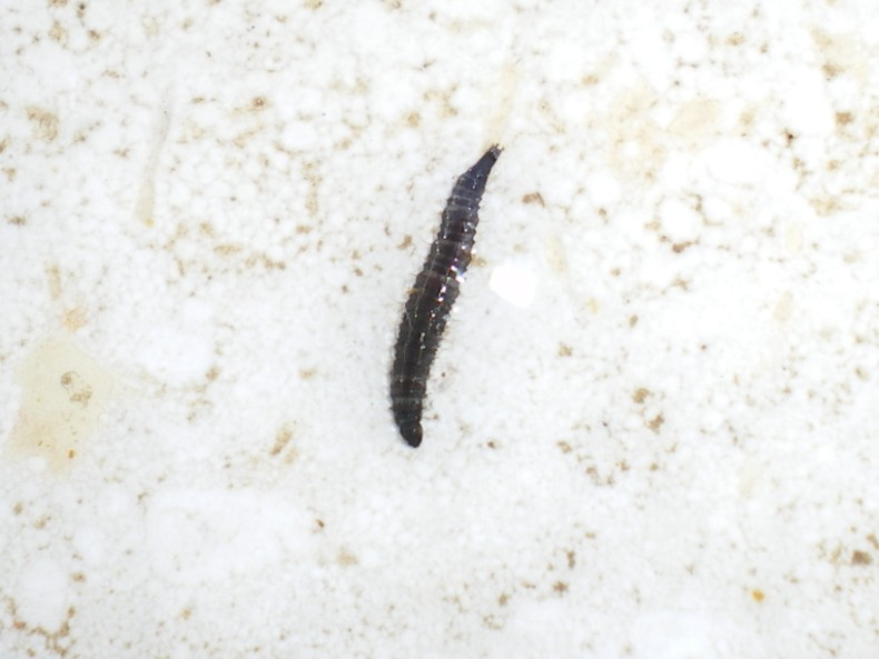 La metamorfosi: Psychodidae