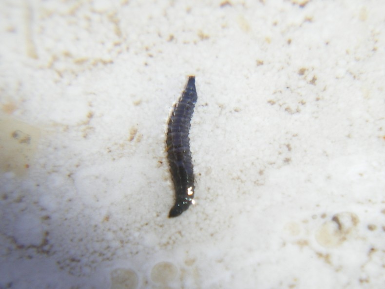 La metamorfosi: Psychodidae