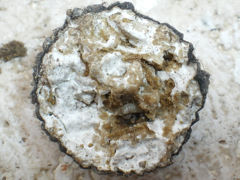 Ho trovato un tartufo??
