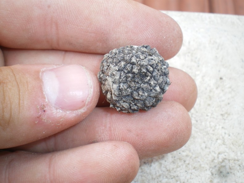 Ho trovato un tartufo??