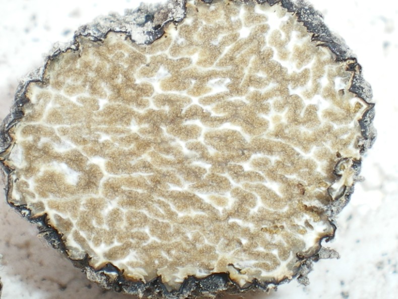 Ho trovato un tartufo??