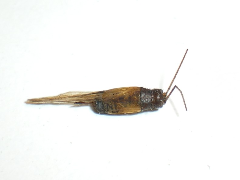 FInalmente: Stenonemobius gracilis! (Gryllidae Nemobiinae)
