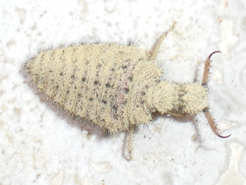 Larva Myrmeleon formicarius