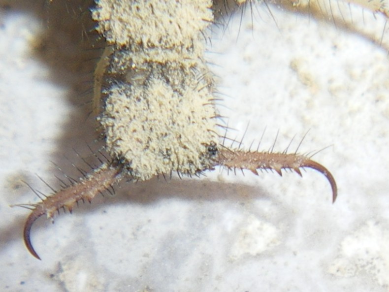 Larva Myrmeleon formicarius