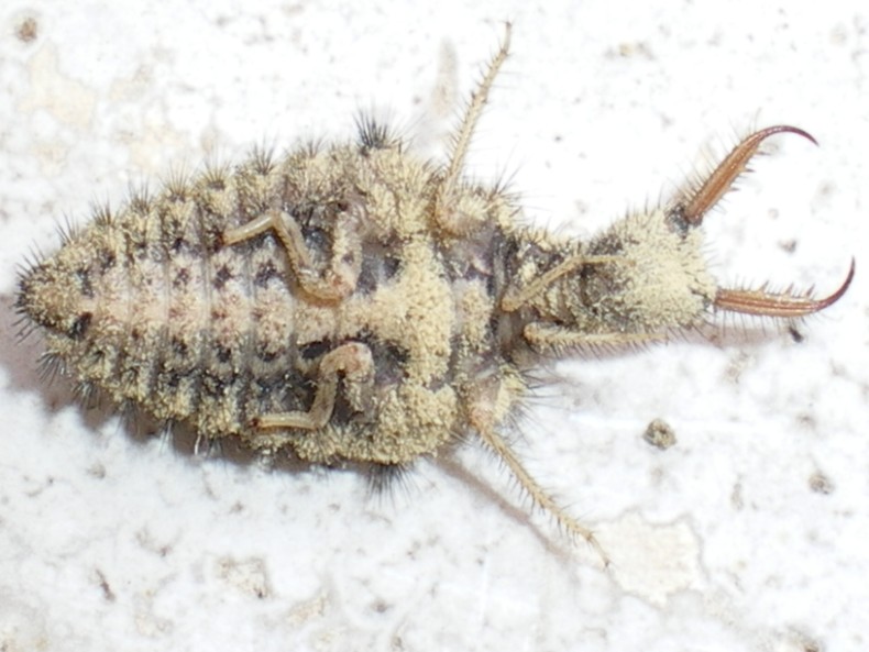 Larva Myrmeleon formicarius