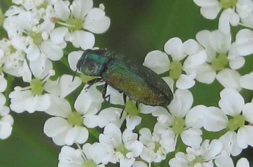 Anthaxia da ID