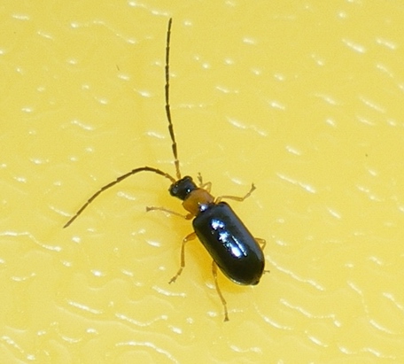 Luperus...