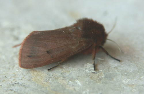 Phragmatobia fuliginosa?? - S