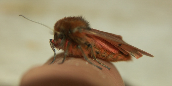 Phragmatobia fuliginosa?? - S
