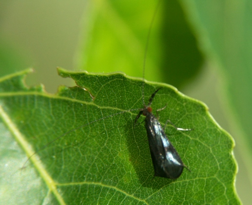 Mystacides azurea
