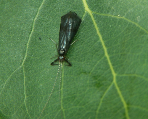 Mystacides azurea