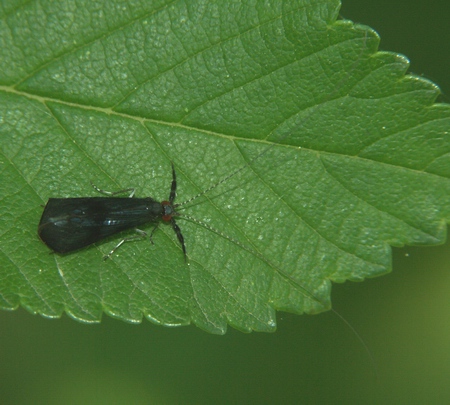 Mystacides azurea