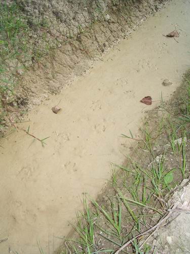 Impronte nel fango