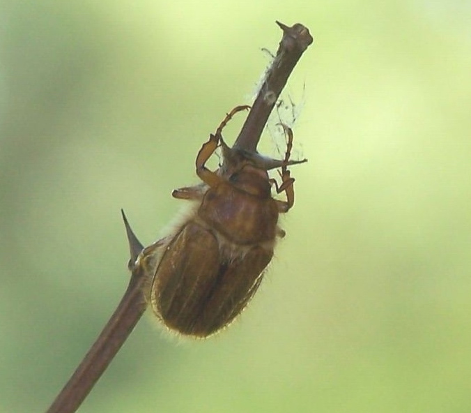 Anoxia matutinalis? Amphimallon solstitiale