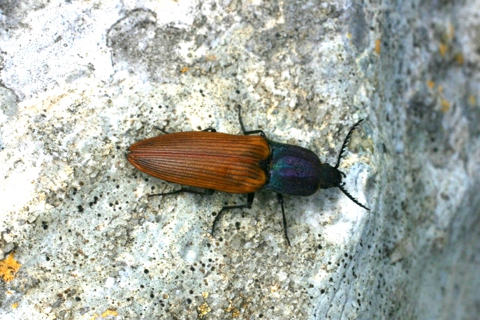 dalle Apuane: Ctenicera virens