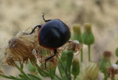 Plagiodera versicolora? No, Chrysolina haemoptera