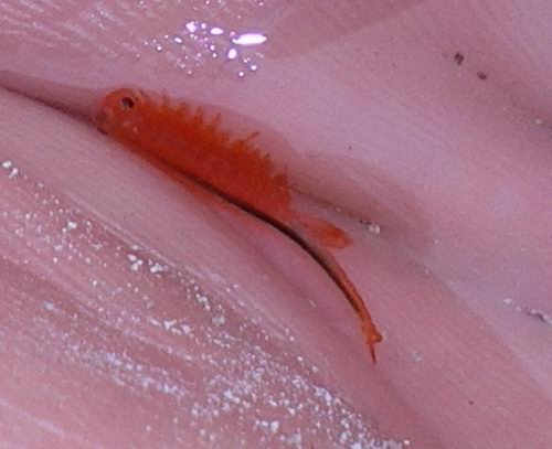 Rubino...endemico!!! Chirocephalus marchesonii