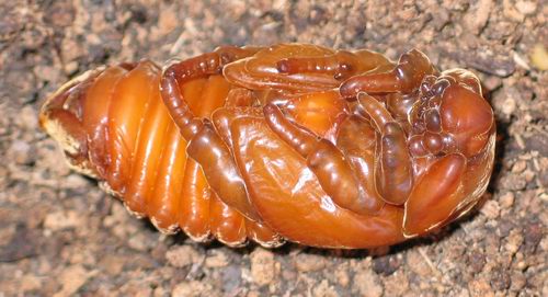 Larva di coleottero: Oryctes nasicornis (Dynastidae)