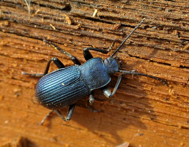 Come riconoscere gli Helops (Tenebrionidae)