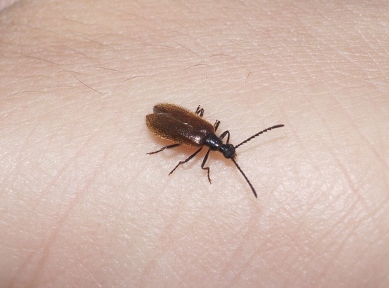 Lagria hirta?