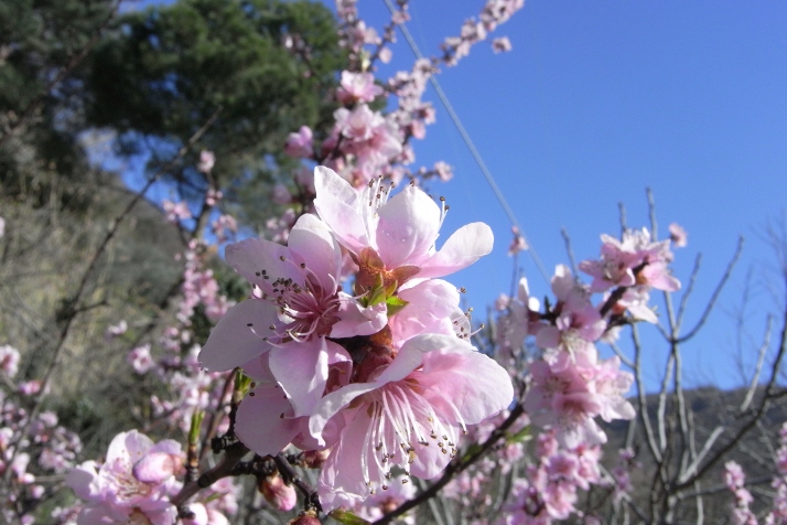 fioriture...di primavera