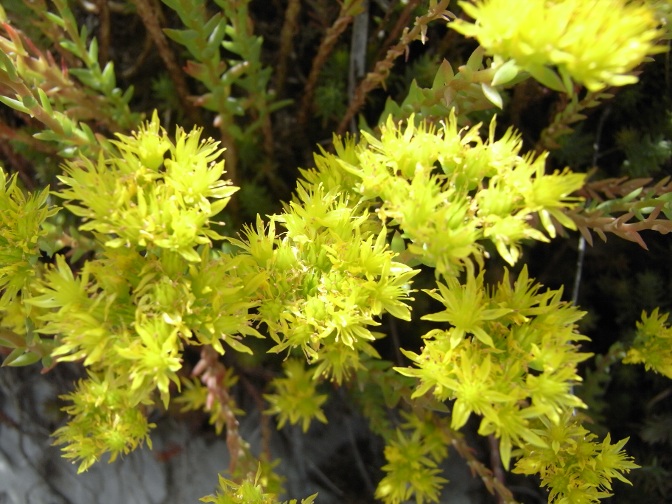 Possibile determinare ? -  Sedum cfr. ruperstre