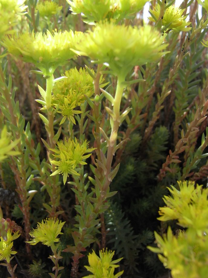 Possibile determinare ? -  Sedum cfr. ruperstre