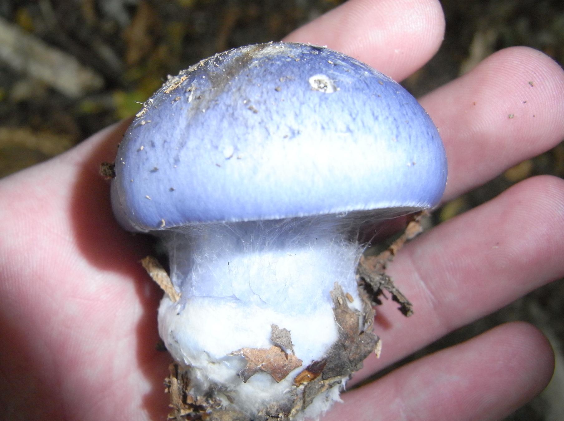 Funghi Blu (Cortinarius sp.)