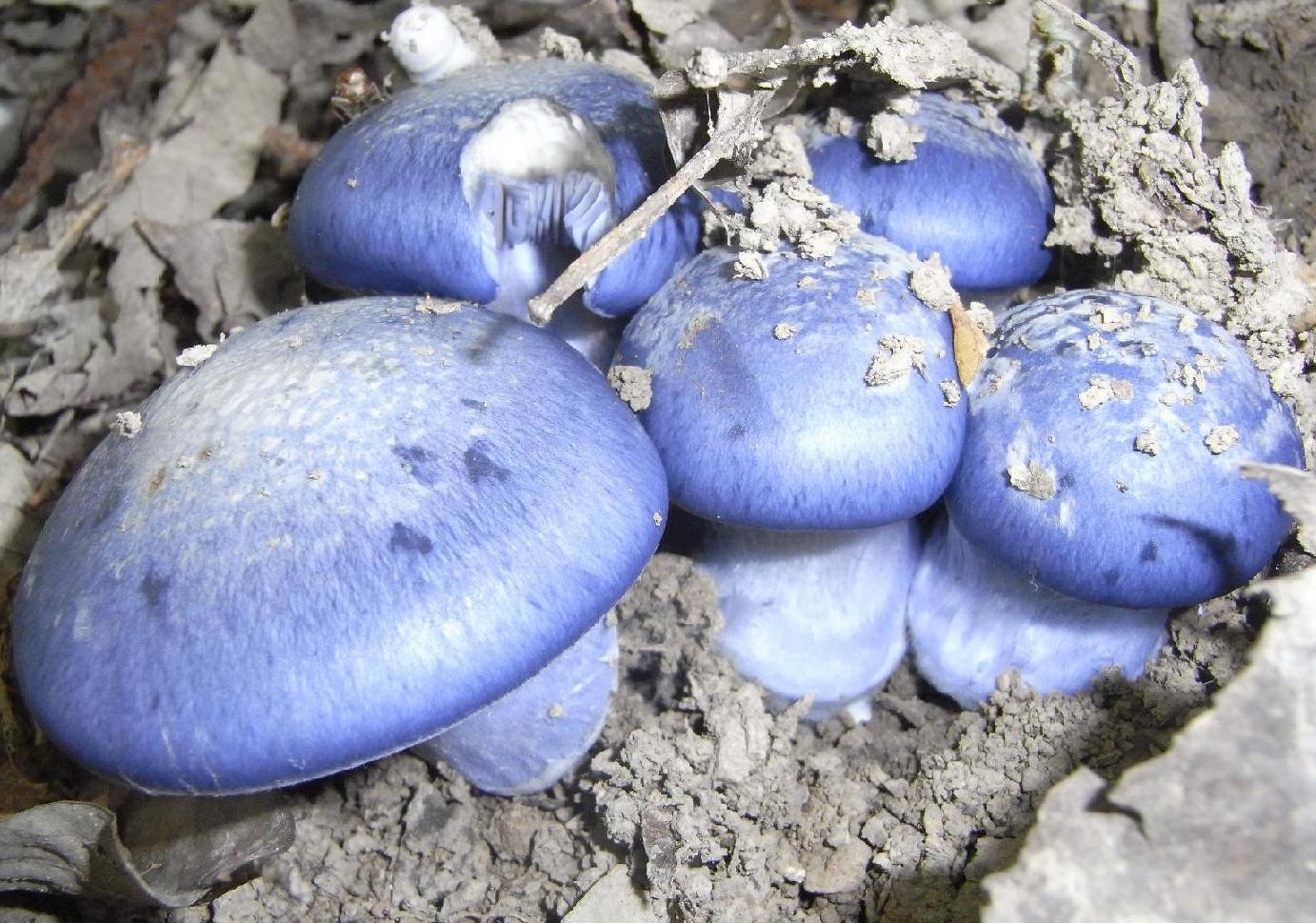 Funghi Blu (Cortinarius sp.)