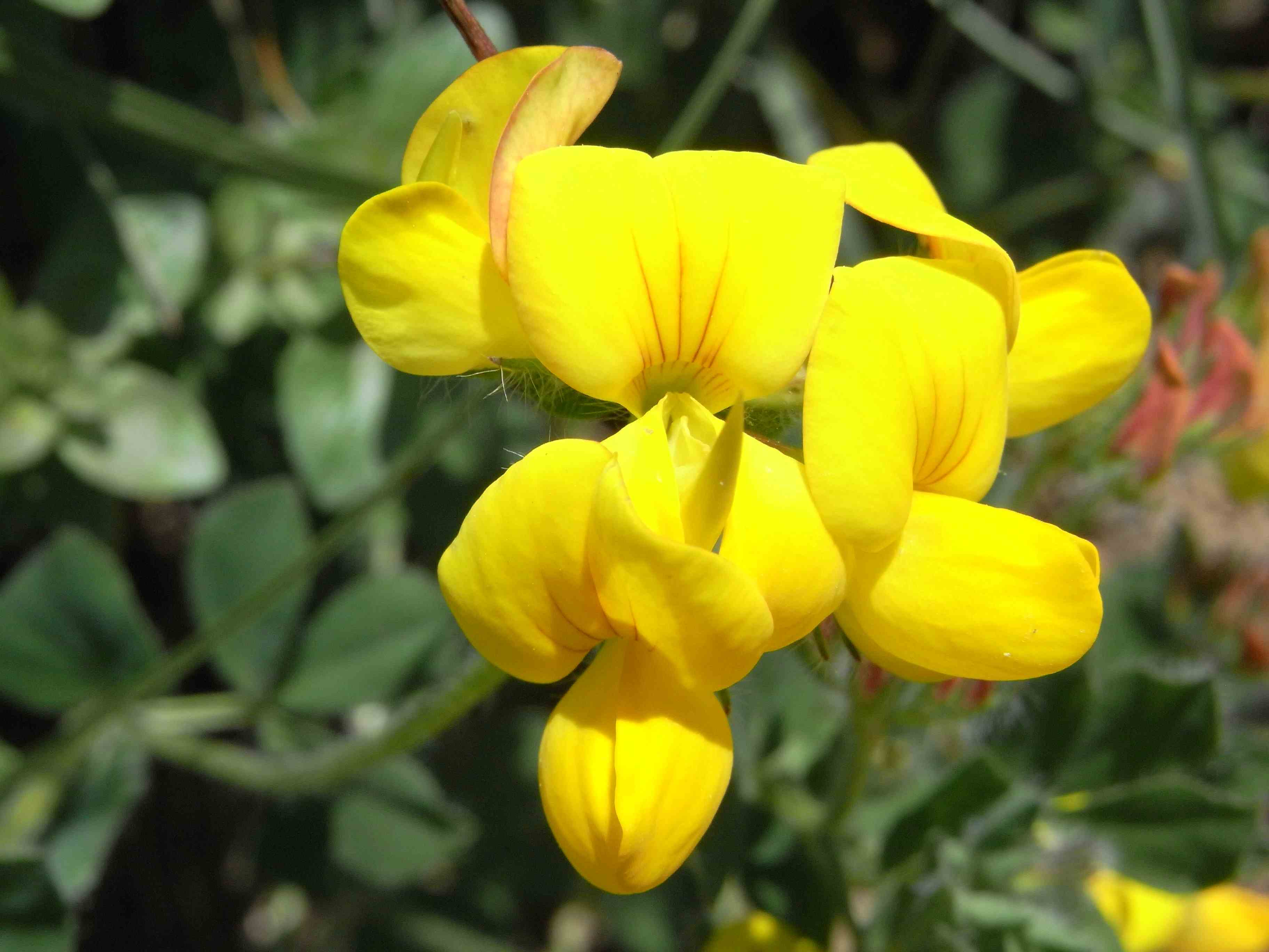 Lotus corniculatus ?