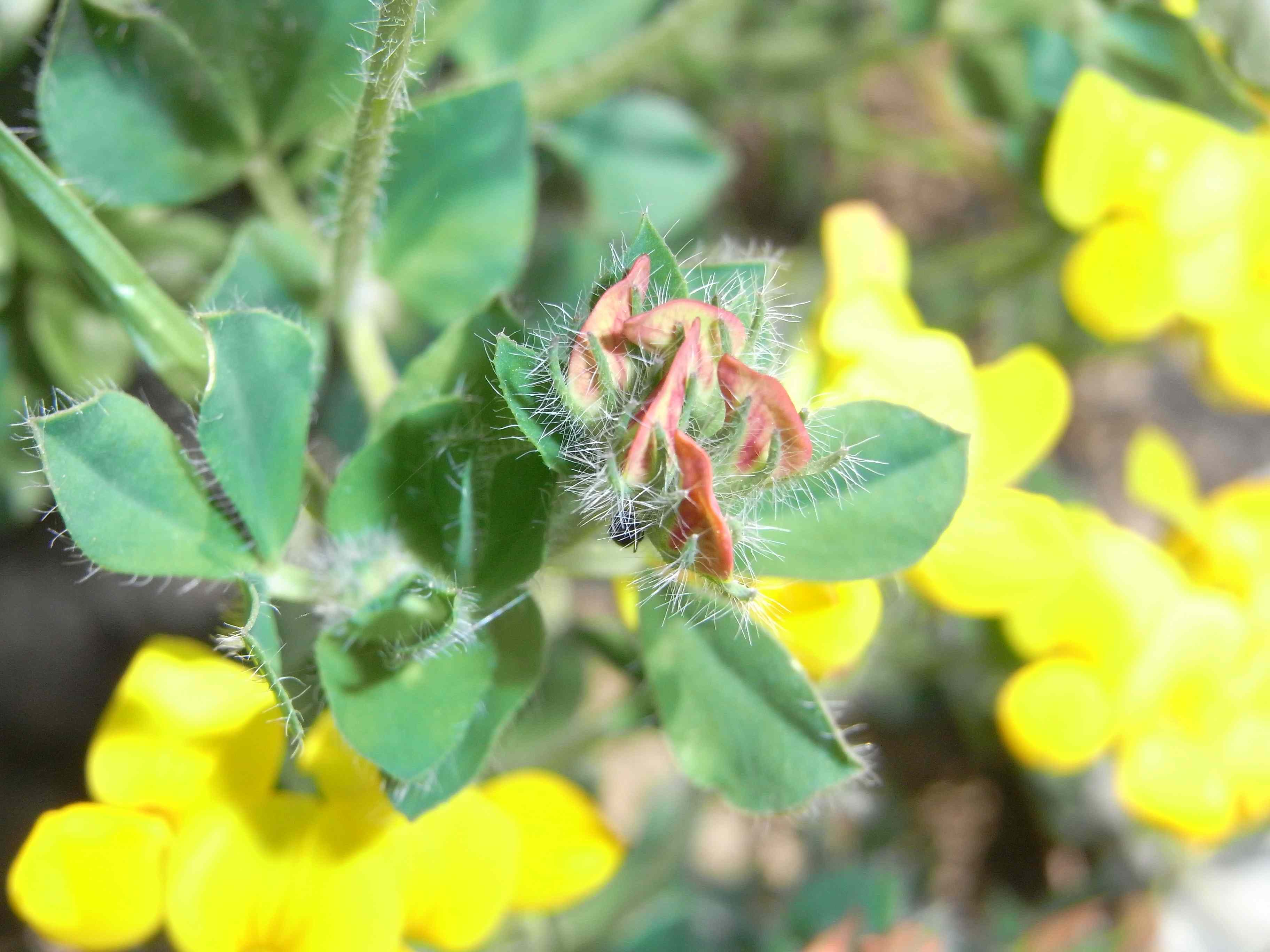 Lotus corniculatus ?
