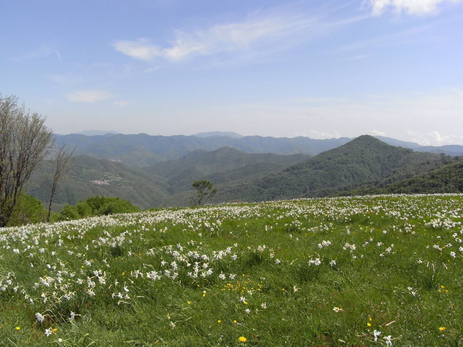 Narcisi in fiore