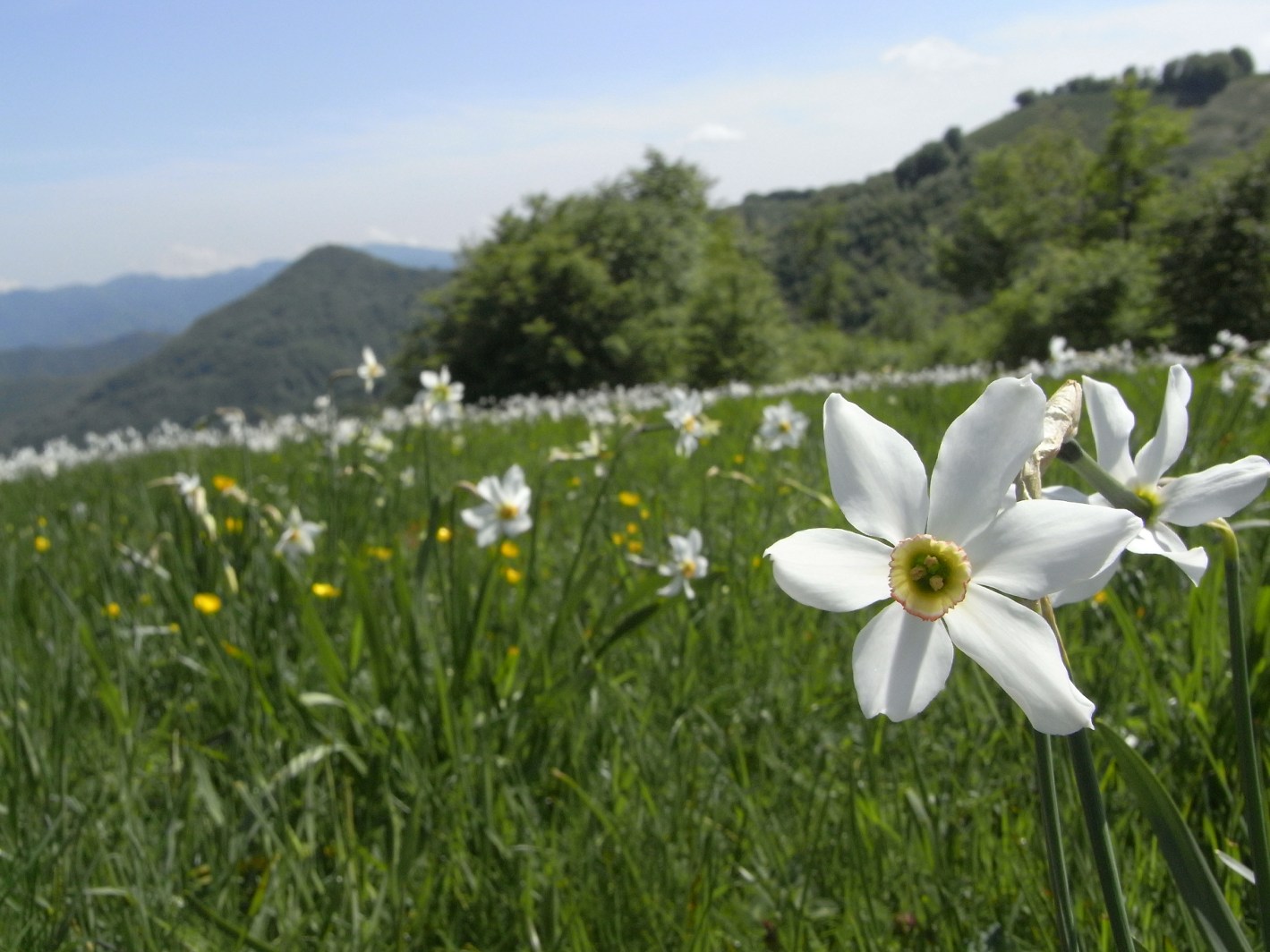 Narcisi in fiore