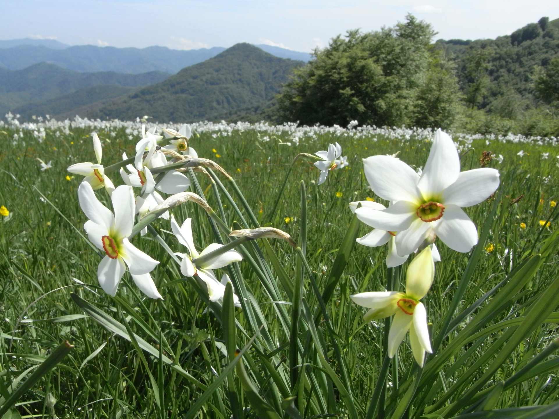 Narcisi in fiore