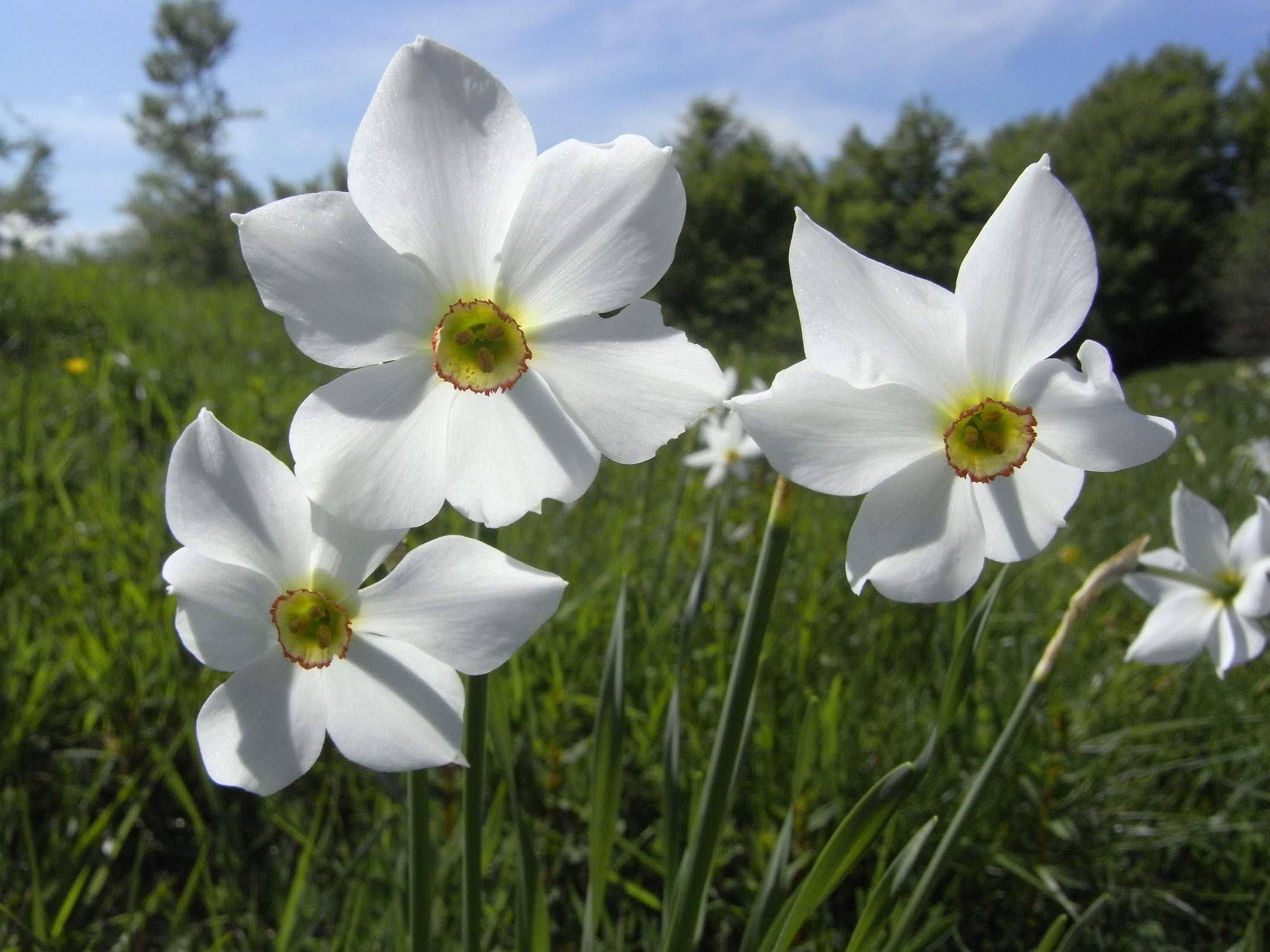 Narcisi in fiore