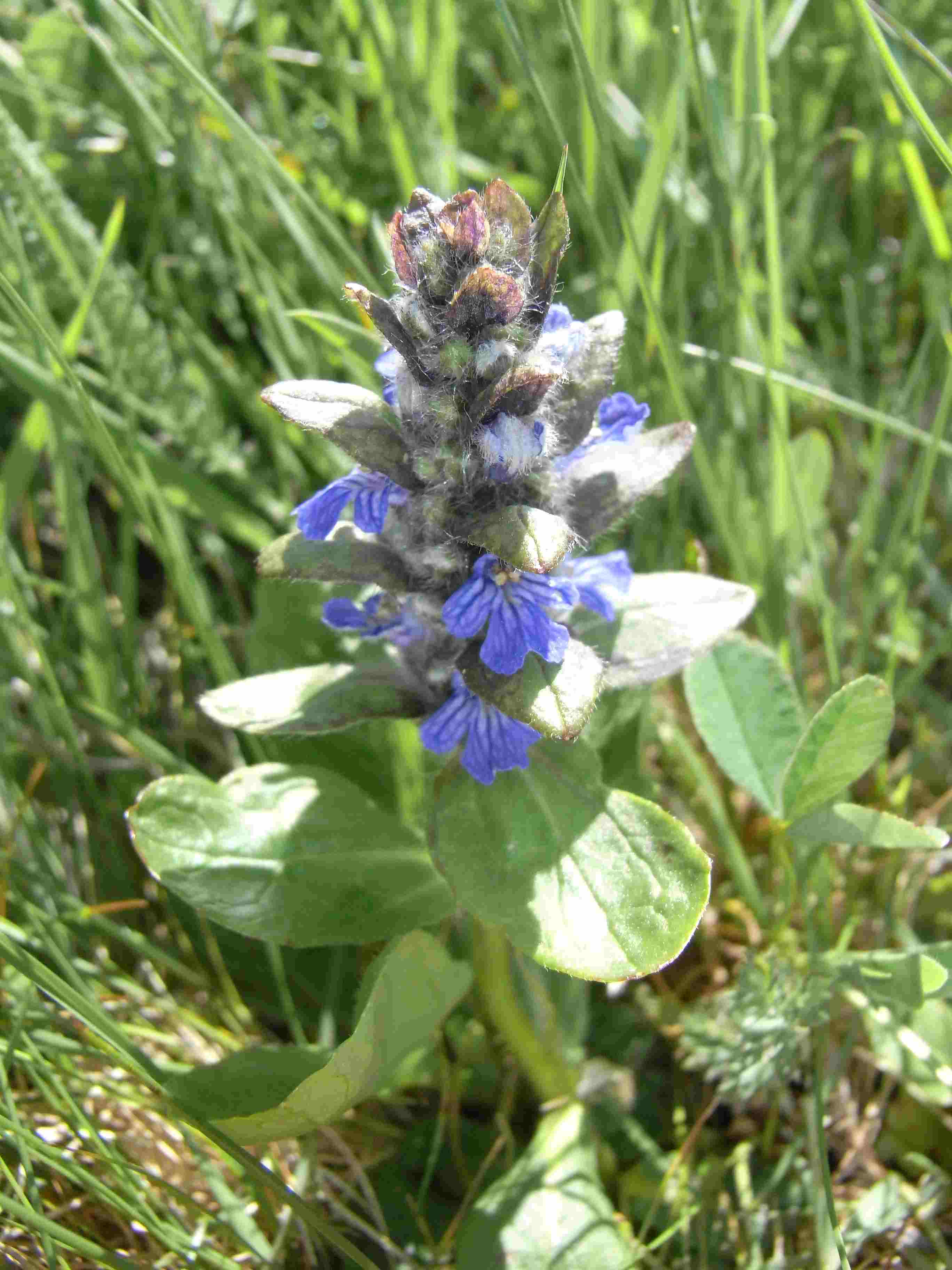 Piantina de determinare - Ajuga cfr.pyramidalis