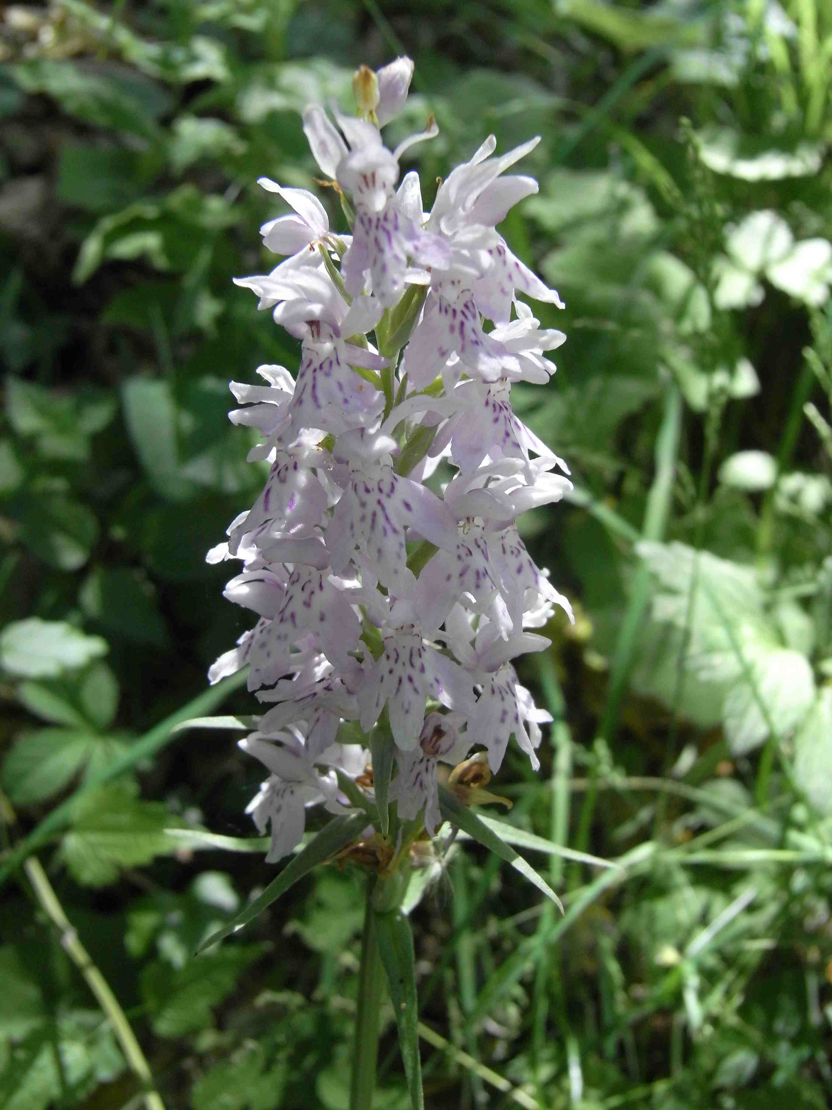 Quale orchidea ?