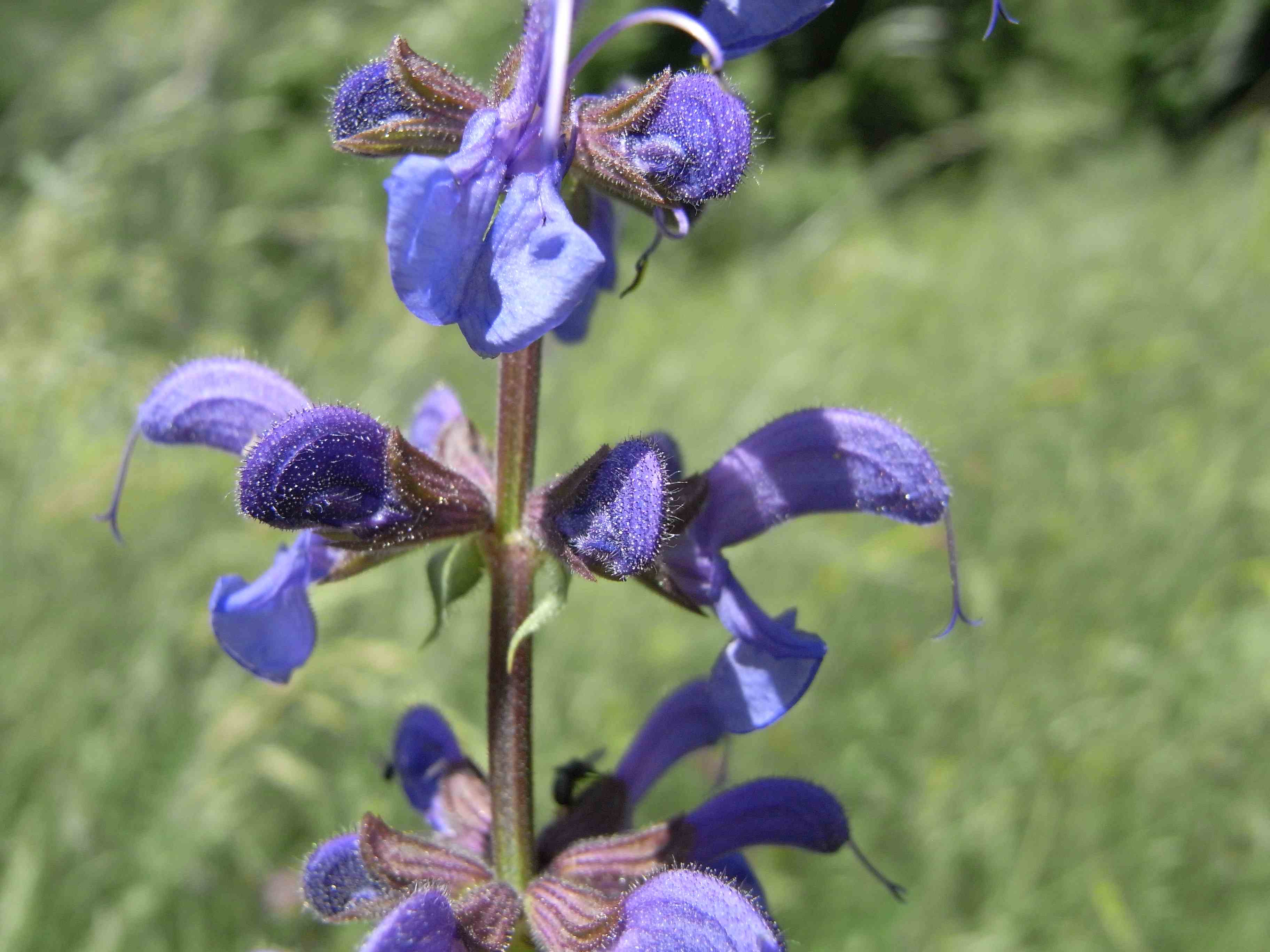 Salvia pratensis