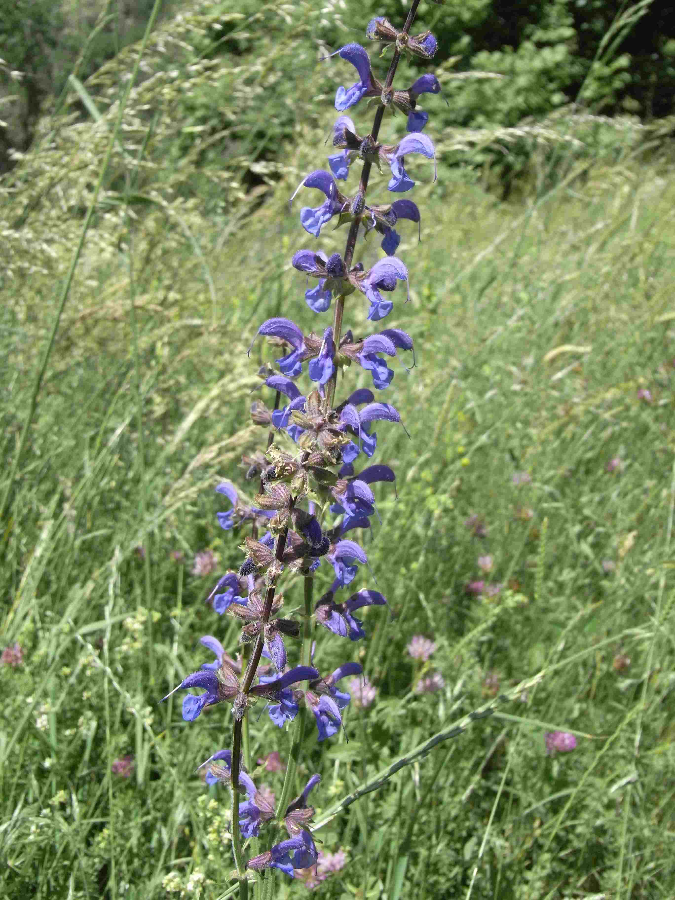 Salvia pratensis